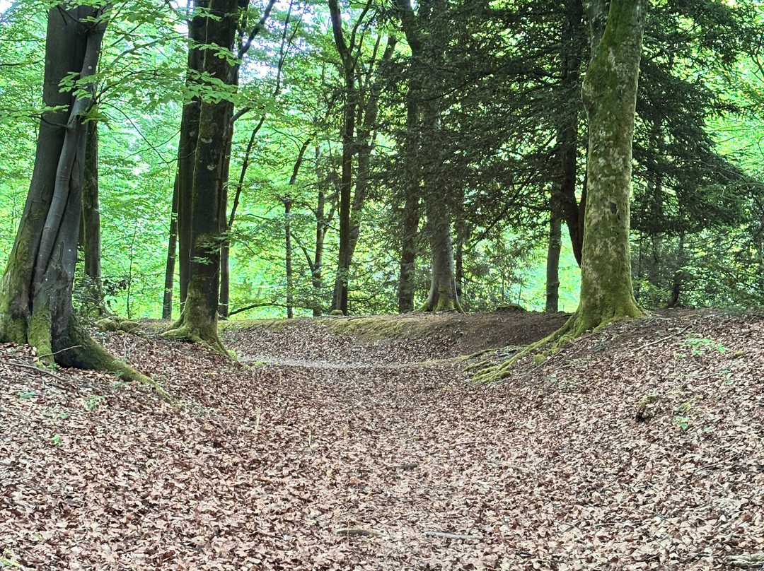 Queen Elizabeth Country Park-Horndean必去景点