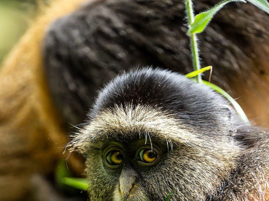 Bashem Safaris Tours and Travel-渥太华必去景点