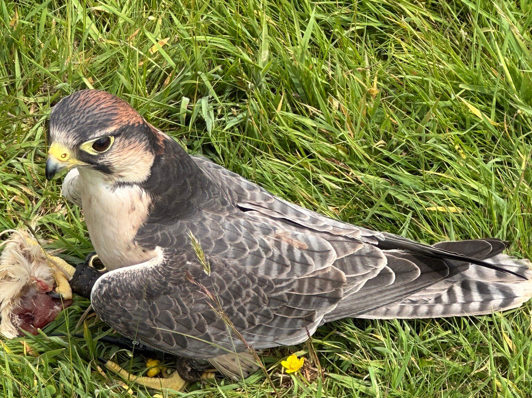 East Sussex Falconry景点图片