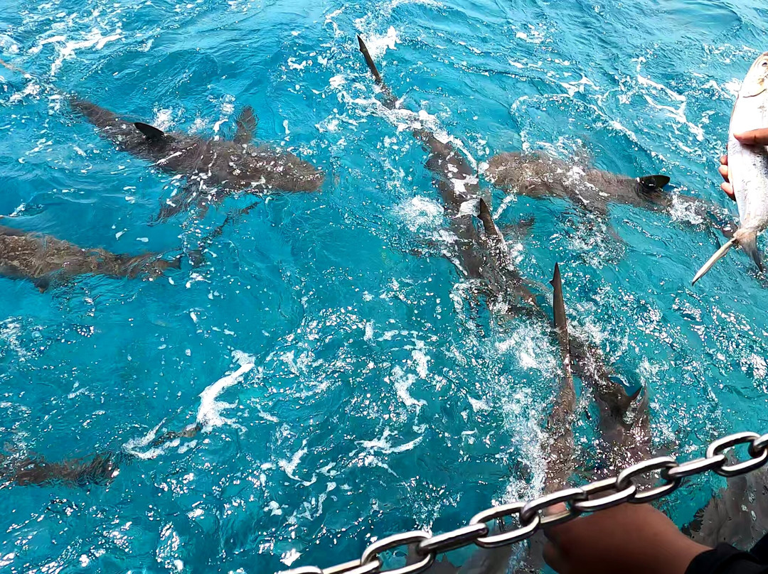 Neal Watson's Bimini Scuba Center景点图片