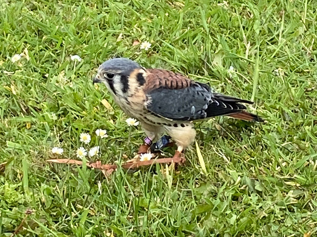 Fens Falconry景点图片