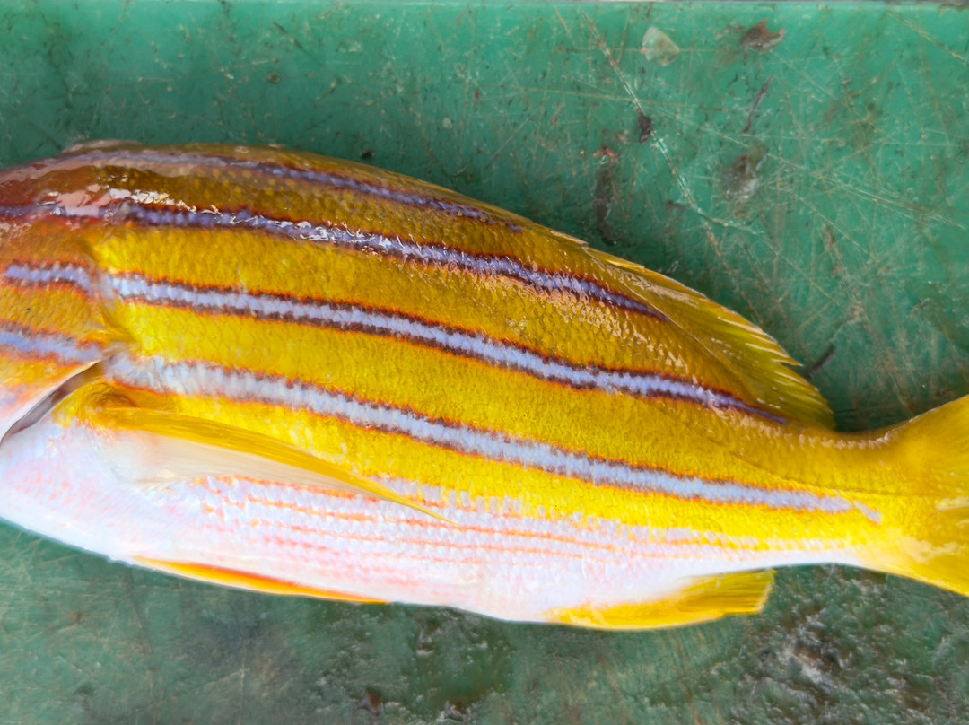 Coral Coast Fishing Charters-辛加东卡必去景点