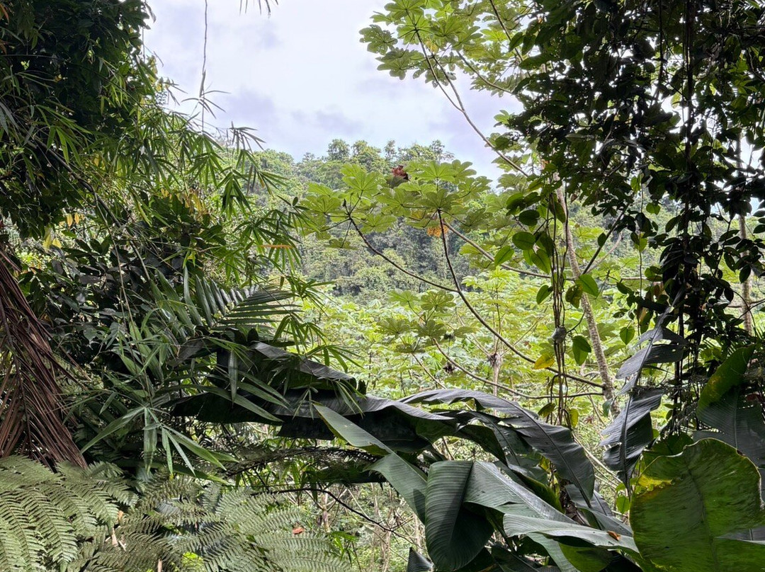 El Yunque Tours-Rio Grande必去景点