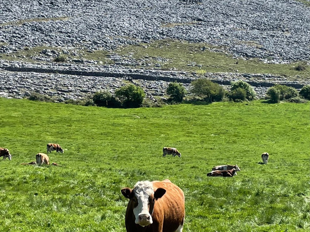 Burren EBike Adventures景点图片