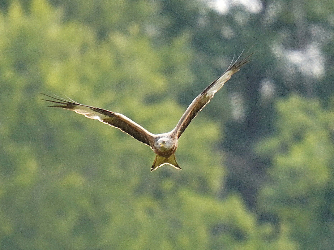 GG Wildlife Experiences Ltd-Goring-on Thames必去景点