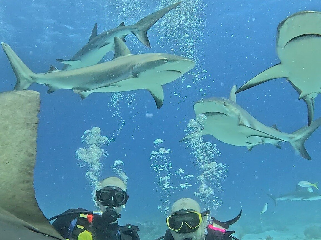 Stuart Cove's-拿骚必去景点