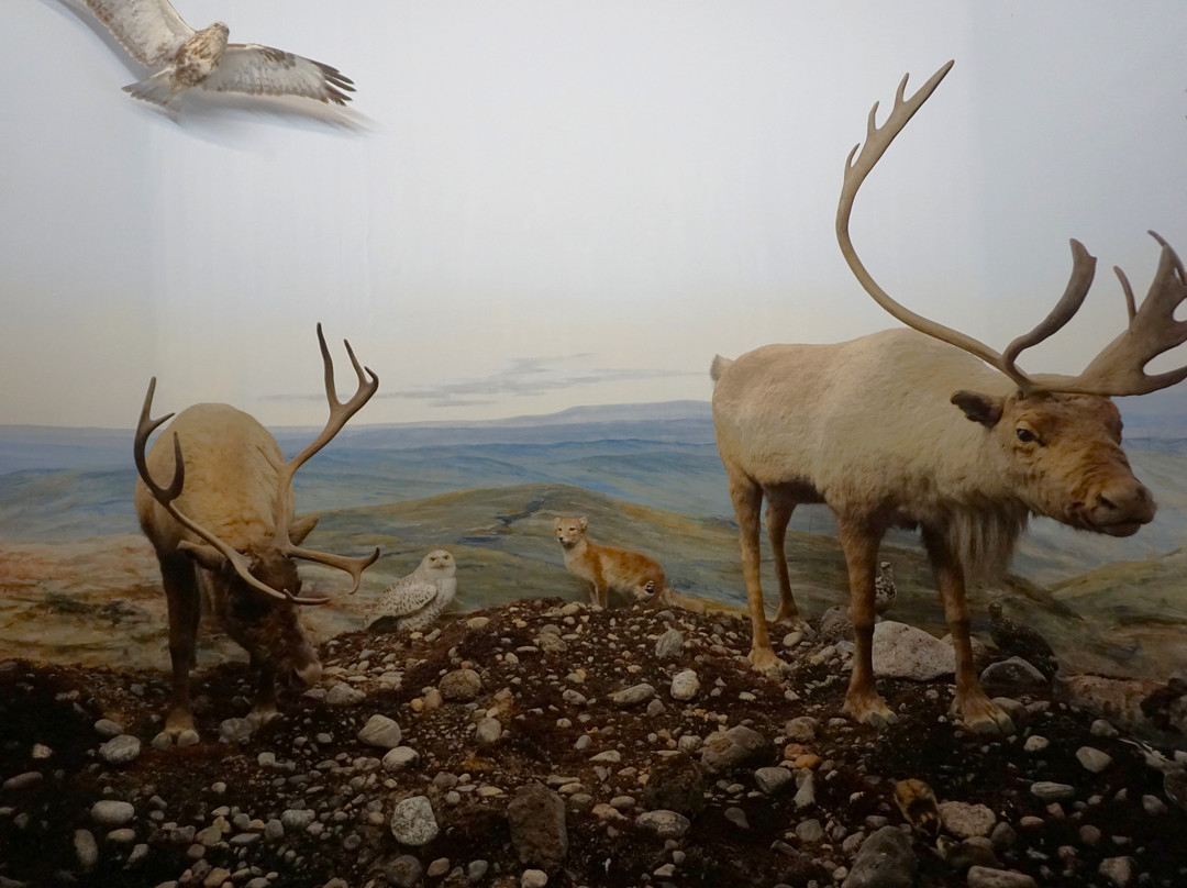 Turku Biological Museum-土尔库必去景点