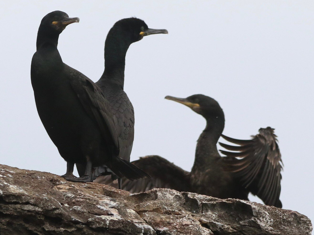 Devon Sea Safari-廷茅斯必去景点