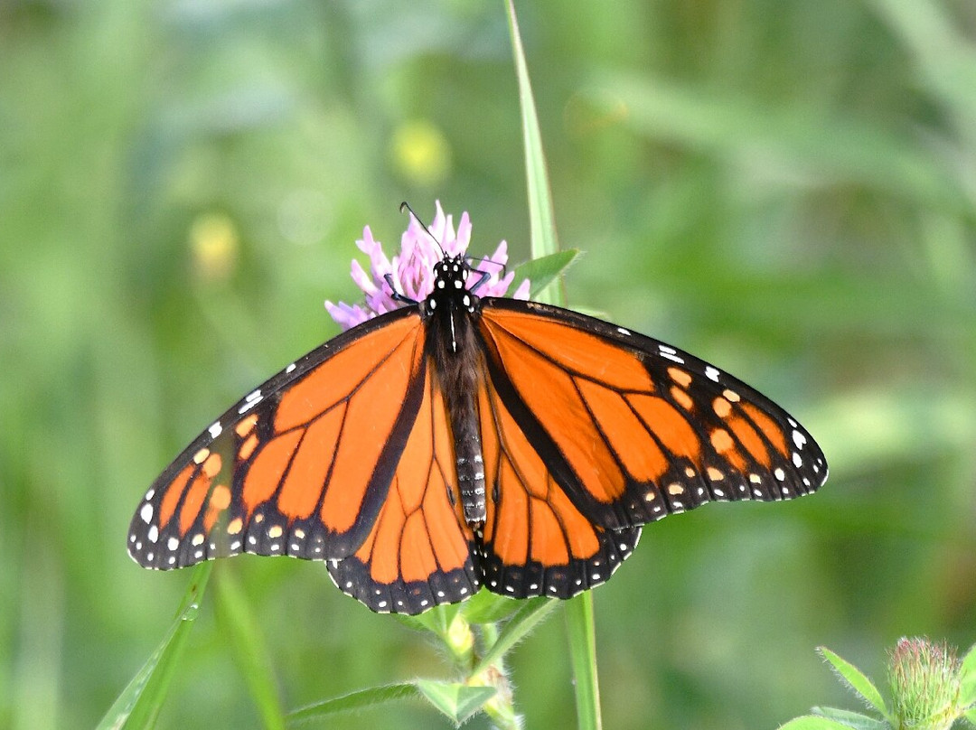 Ice Age Trail-Cross Plains必去景点