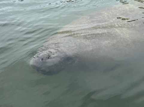 Florida Blue Adventures