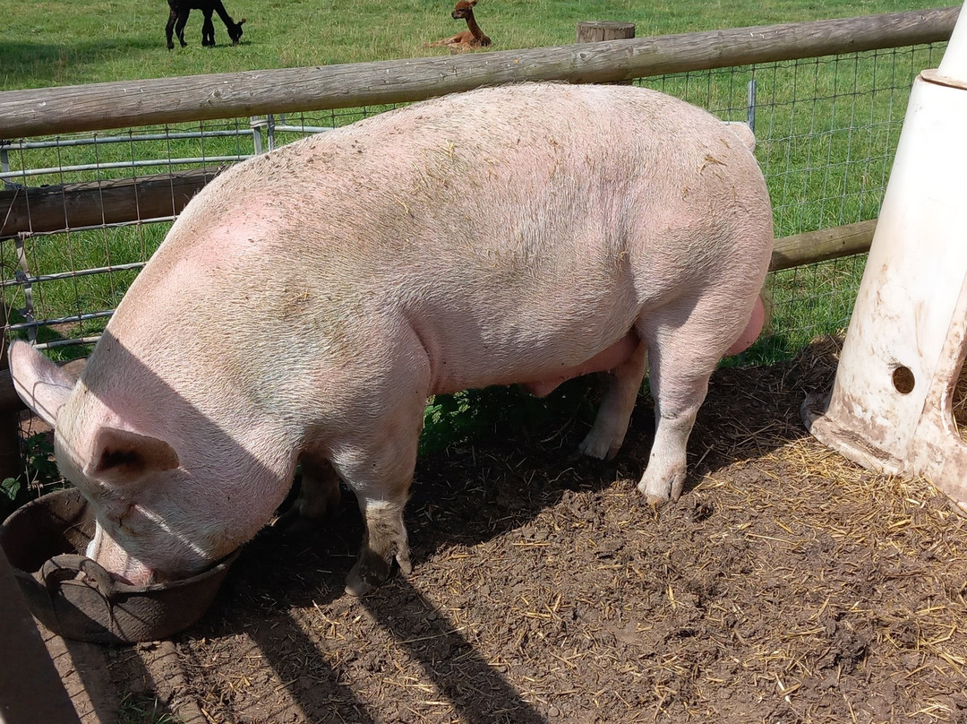 War Horse Valley Country Farm Park-Iddesleigh必去景点