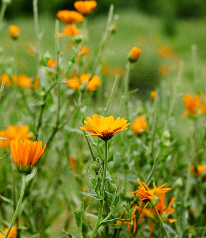 Essences Naturelles Corses-San-Nicolao必去景点