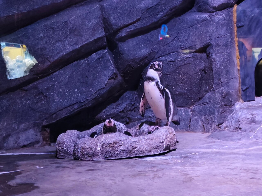 Aquaria Phuket Thailand-普吉镇必去景点