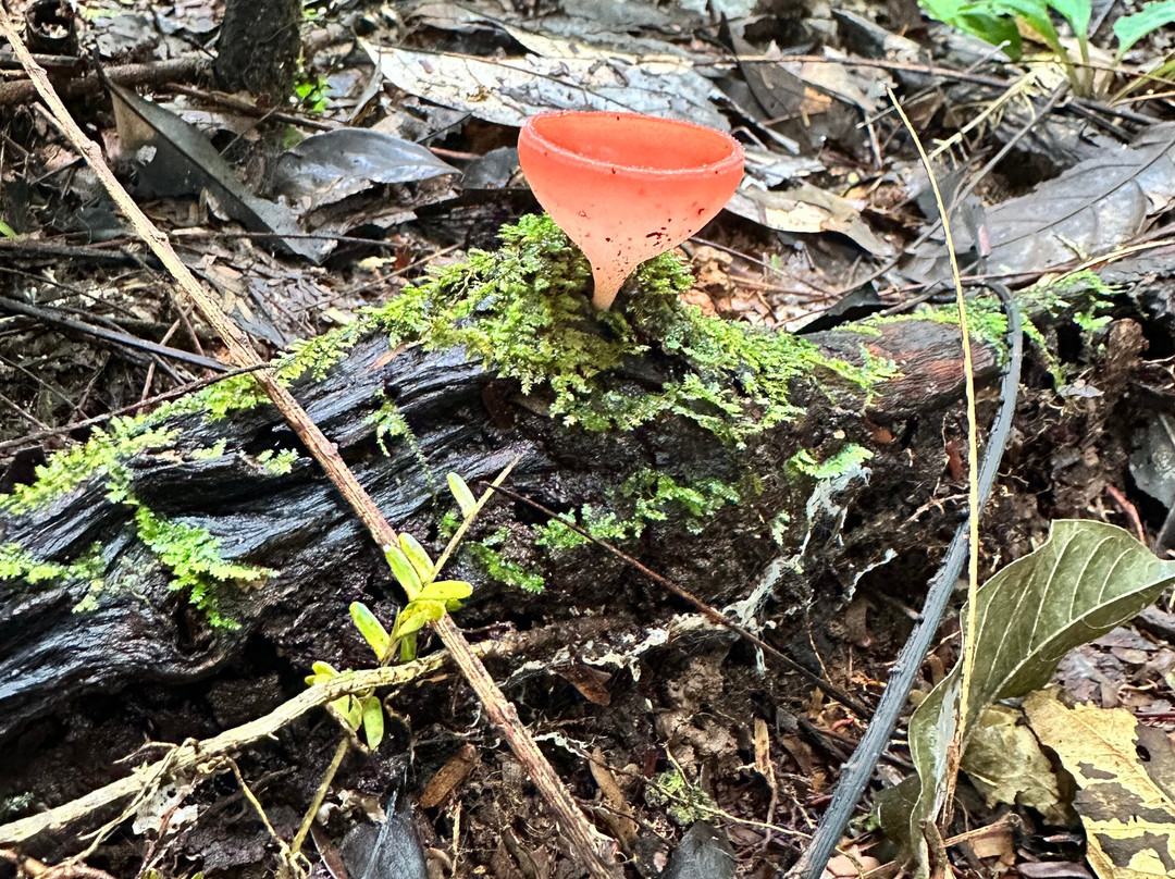 Parque Nacional Yasuni-Coca必去景点