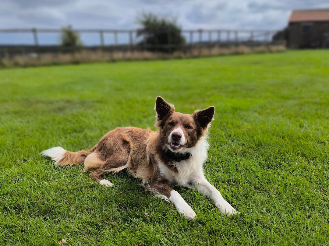 South Moor Farm主图