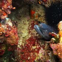 Agathonis Plongee-Agay必去景点