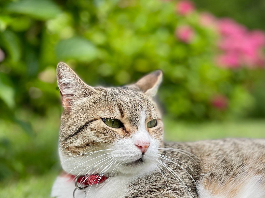 Hotel Due Ponti主图