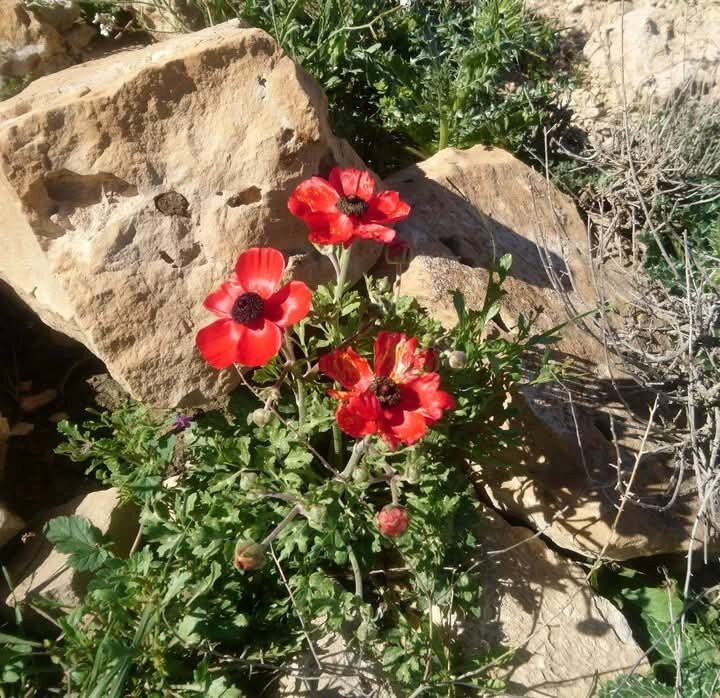 Dana To Petra Trail Guide-Dana必去景点