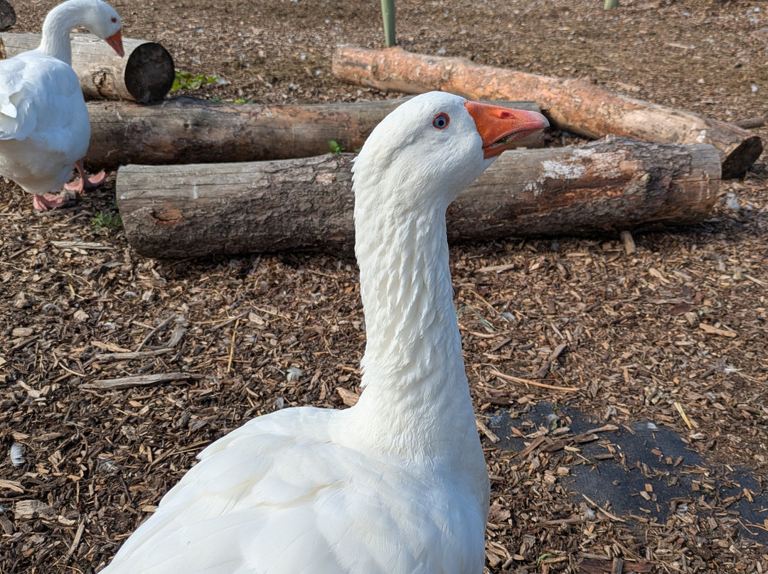 Attwell Farm Park-雷迪奇必去景点