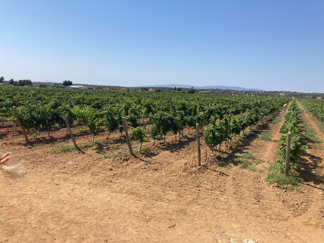 Cabrita Wines-Silves必去景点