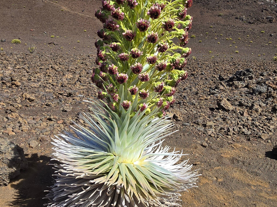 Sliding Sands Trail-哈莱亚卡拉国家公园必去景点
