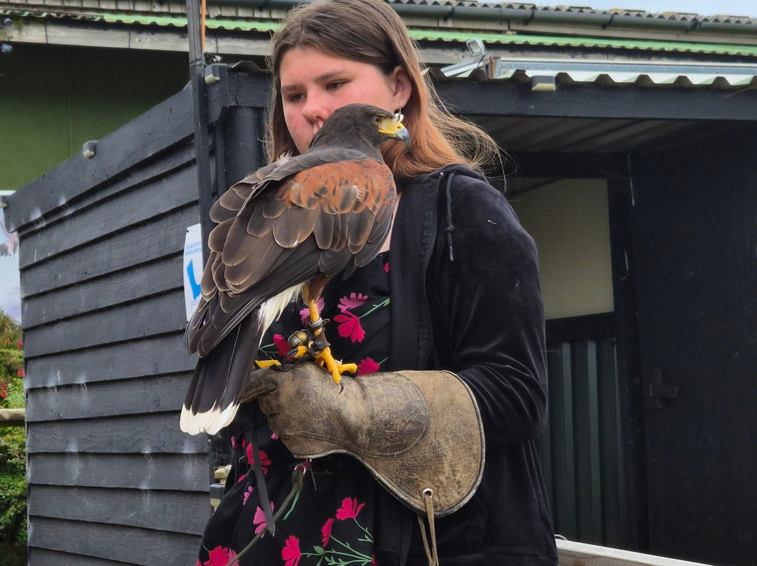 Hawkridge Bird Of Prey Centre-埃克斯茅斯必去景点