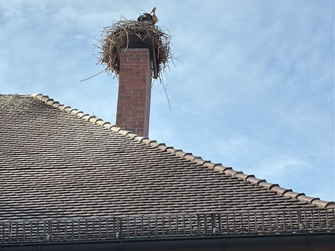 Gasthof Walfisch主图