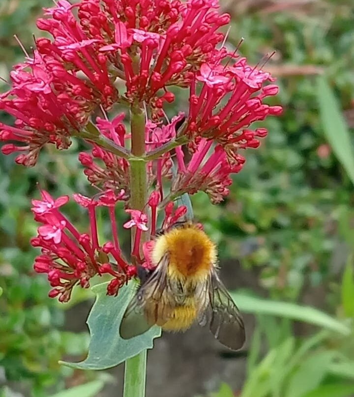 Little Cumbrae-The Cumbraes必去景点