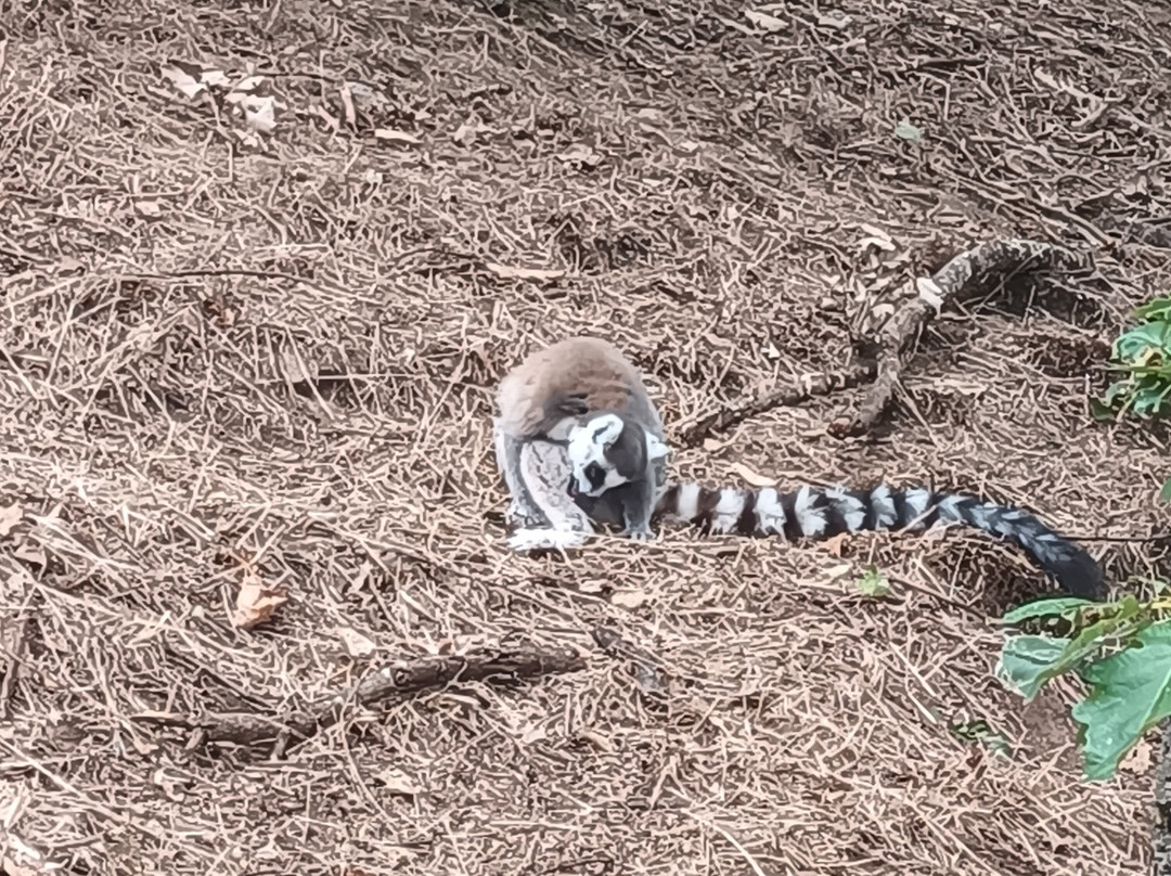 Parc Animalier d'Auvergne-Ardes必去景点
