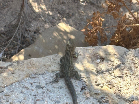 Cruise Cormoran-卡尔维亚必去景点