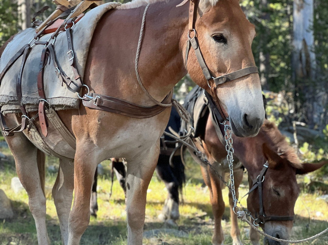 Rock Creek Pack Station-毕晓普必去景点