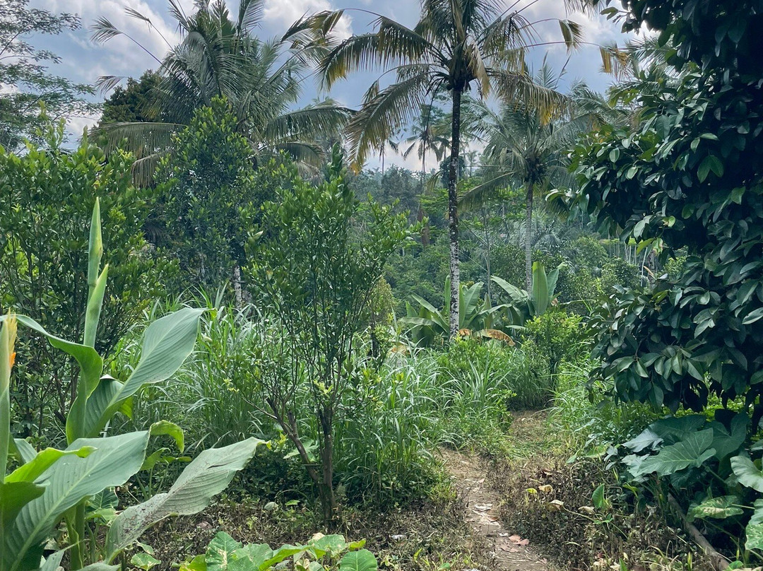 Bali Bike Adventures-乌布必去景点