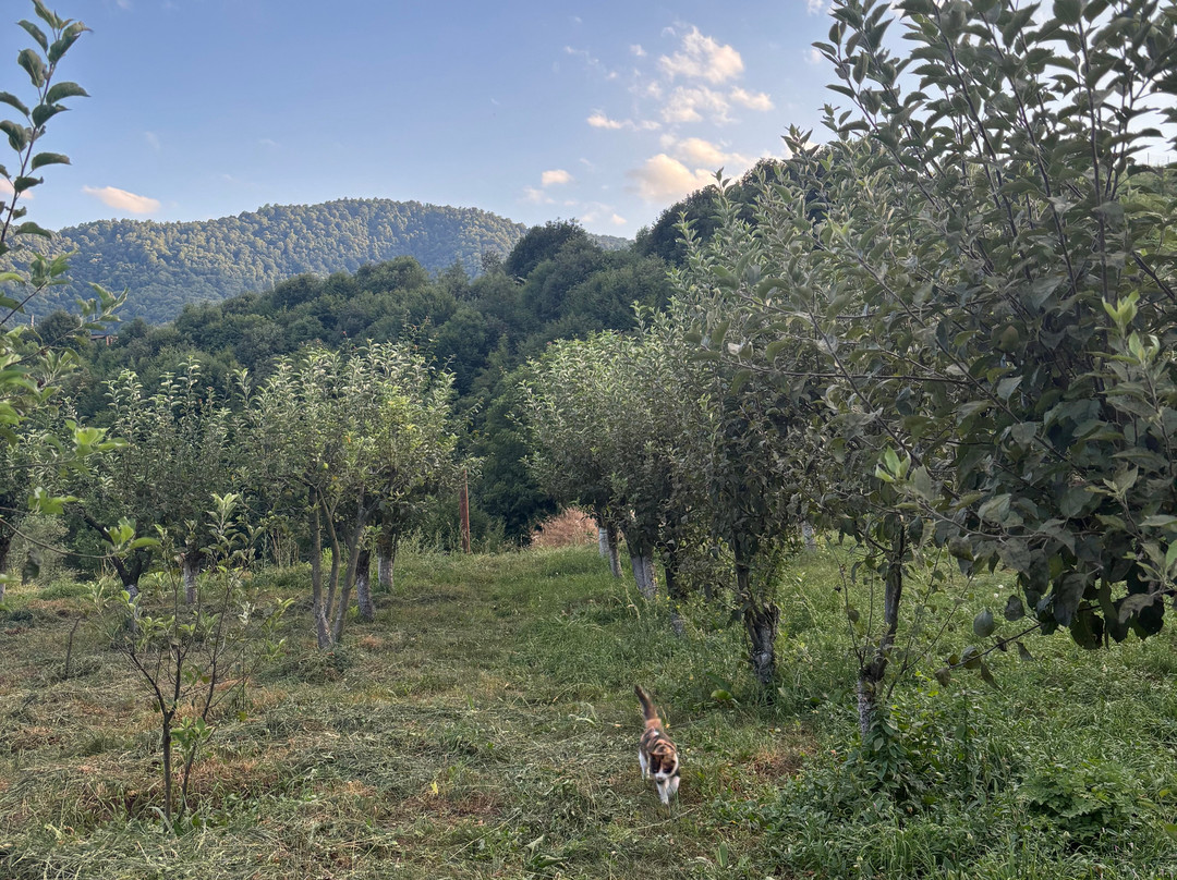 Acol Armenian Ethnic Manor-Dilijan必去景点