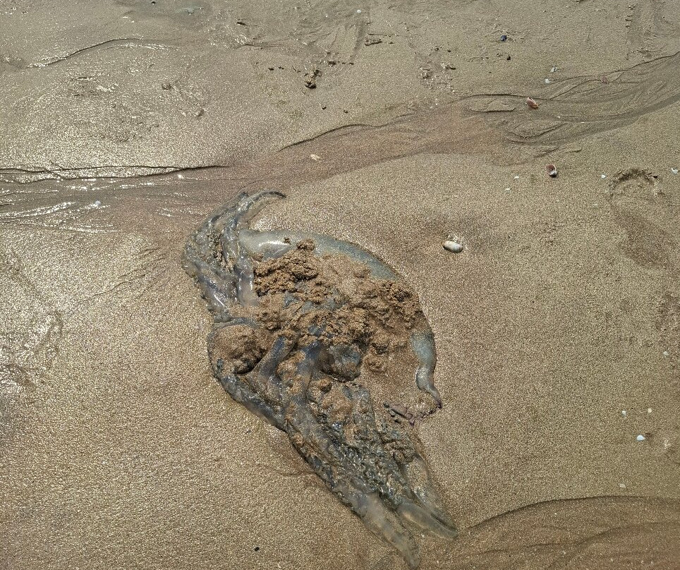 Plage de Châtelaillon-Chatelaillon-Plage必去景点