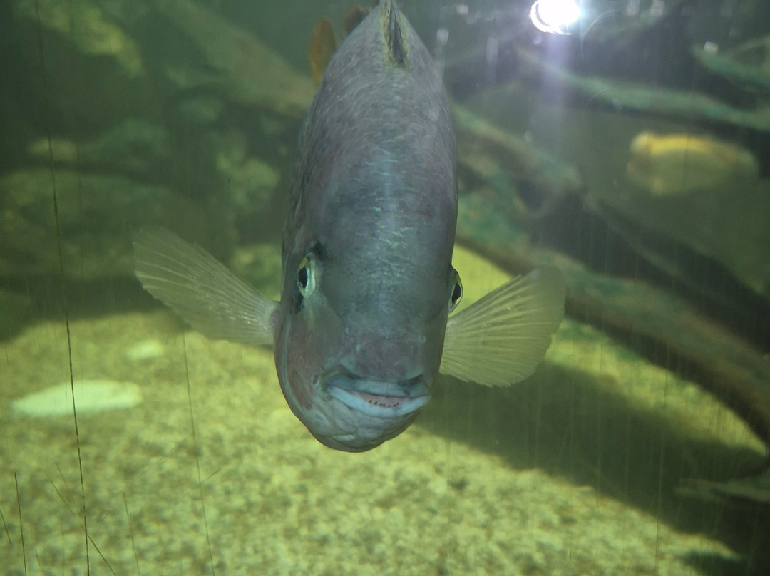 Aquarium De Touraine-Lussault-sur-Loire必去景点