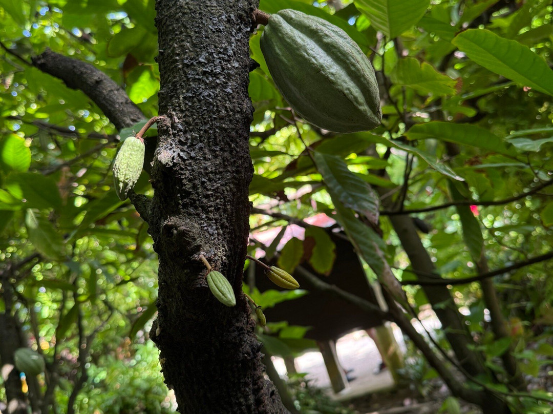 La Maison du Cacao-Pointe-Noire必去景点