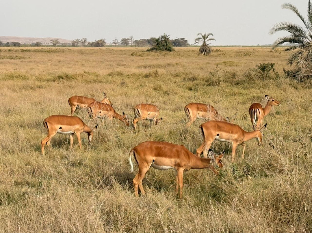 Bienvenido Kenya Tours and Safaris-山祖必去景点