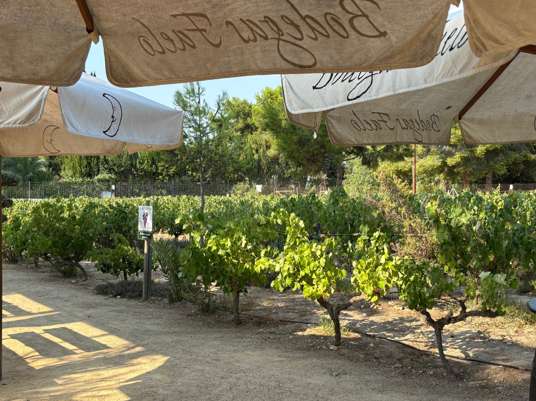 Bodegas Faelo-埃尔切必去景点