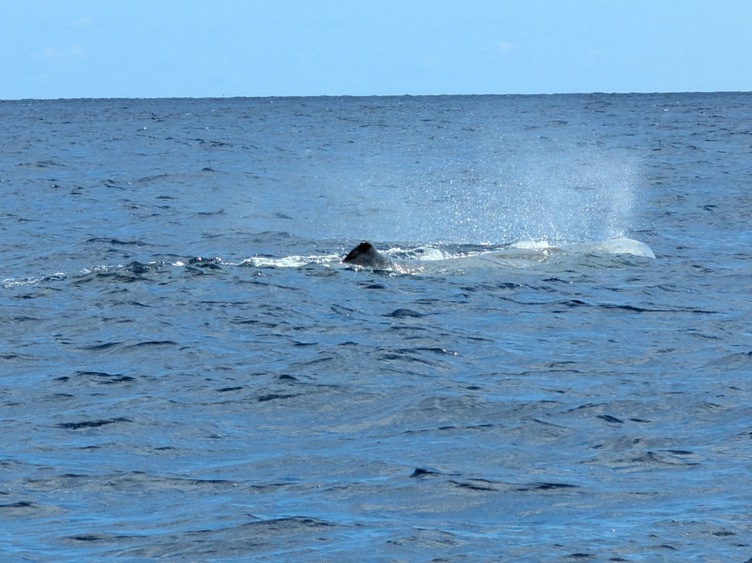 Espaco Talassa-Lajes do Pico必去景点