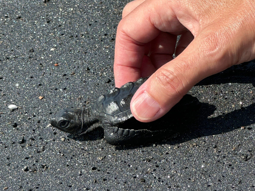 Saba Asri Turtles Conservation-布拉巴度必去景点