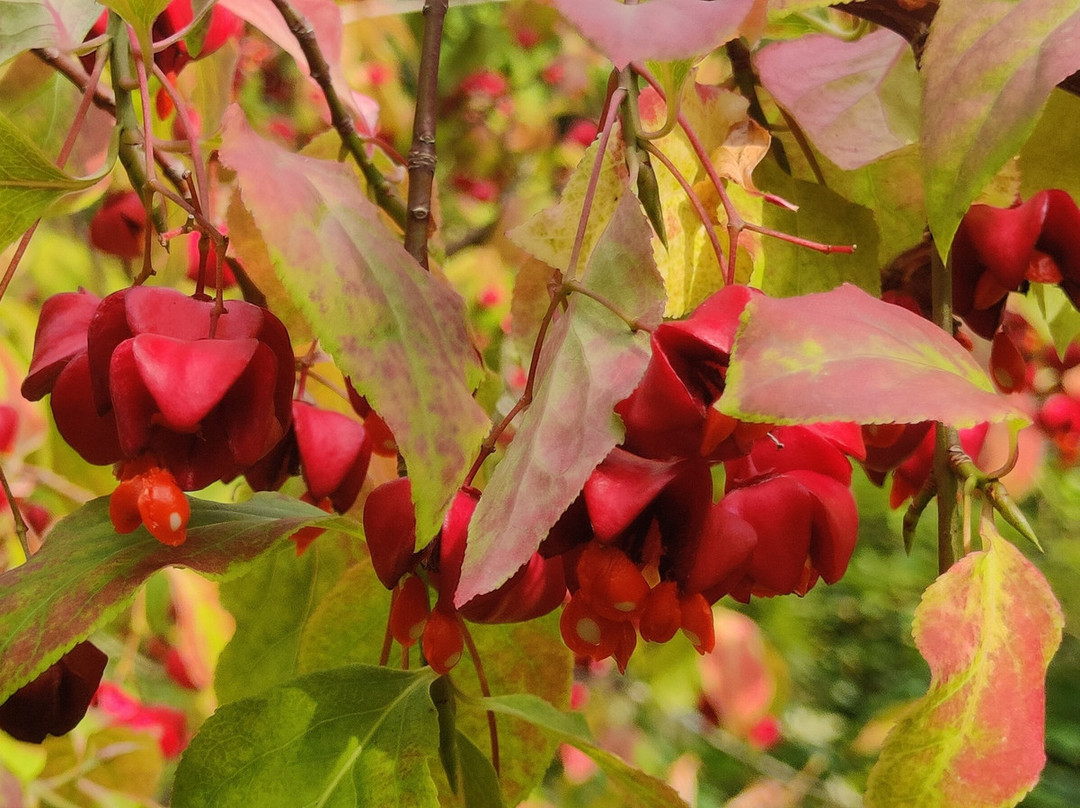 Salthill Garden-Mountcharles必去景点