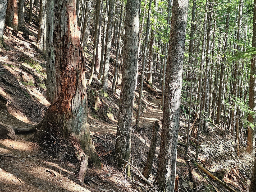 Mt Si-North Bend必去景点