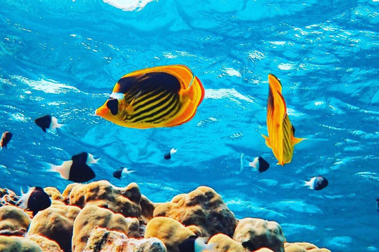 Dive Red Sea Hurghada-赫尔格达必去景点