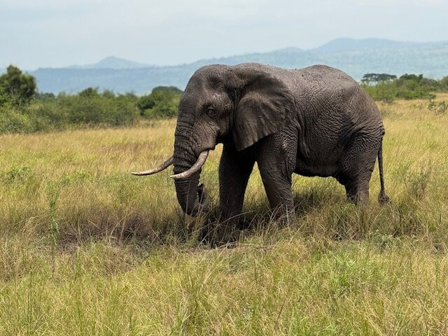 Terrace Uganda Safaris-卡巴莱必去景点