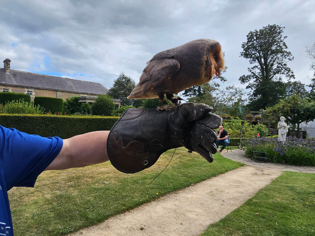 Andy Howeys Birds of Prey Centre-特威德河畔贝里克必去景点