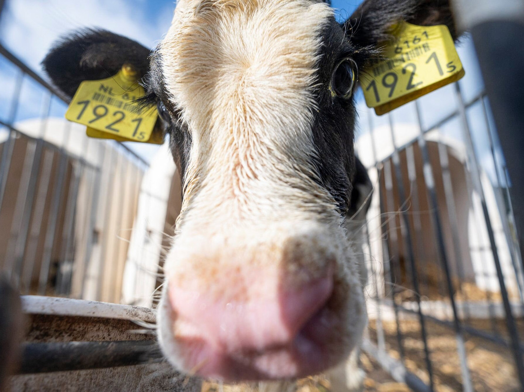 Kaas- En Zuivelboerderij Kuiper-Giessenburg必去景点