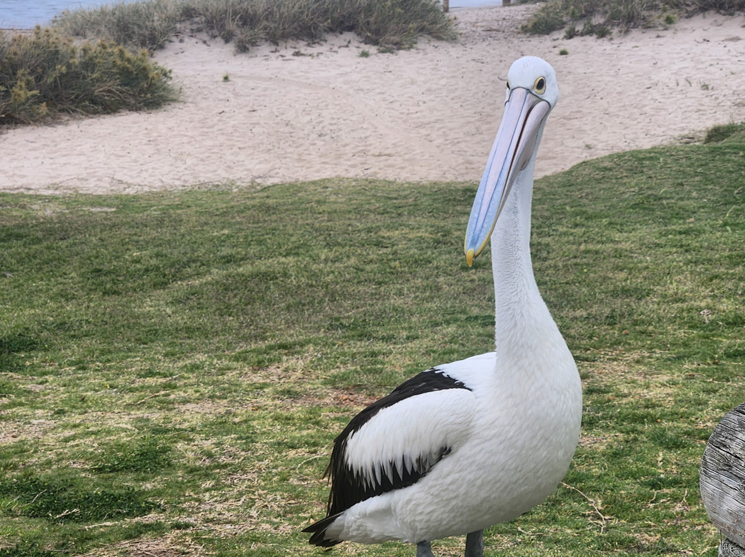 Kalbarri Pelican Feeding-卡尔巴里必去景点