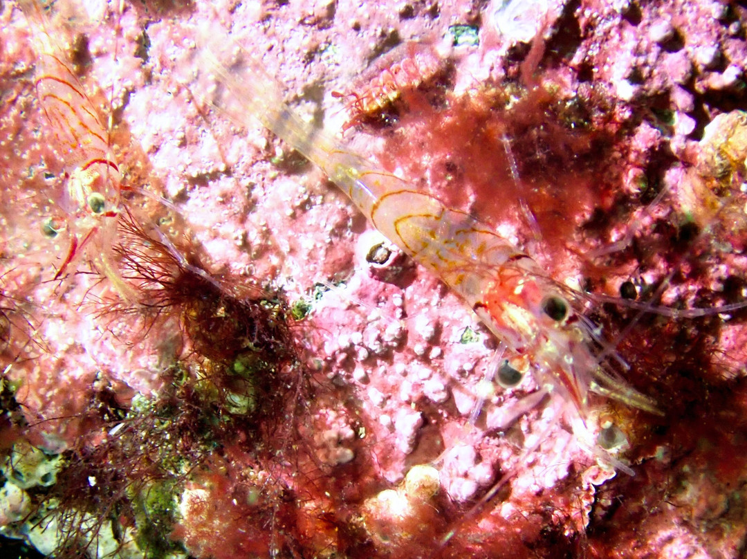 Club Nautique de Percé-Perce必去景点