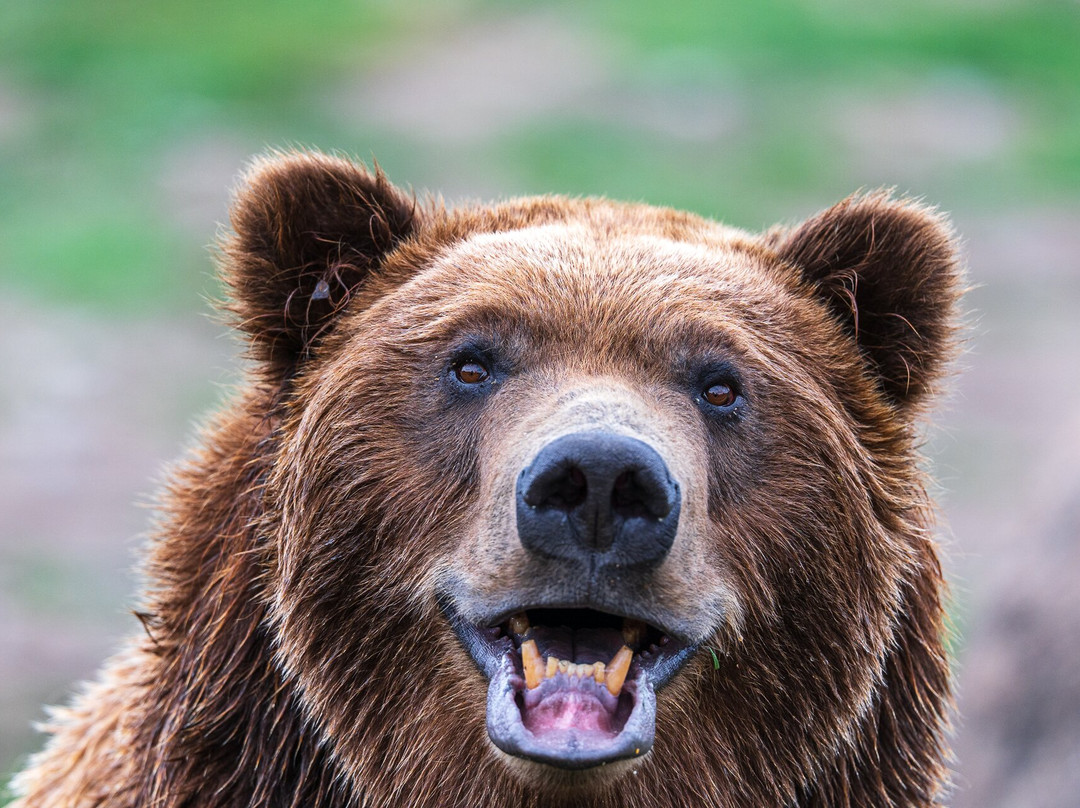 Montana Grizzly Encounter-博兹曼必去景点