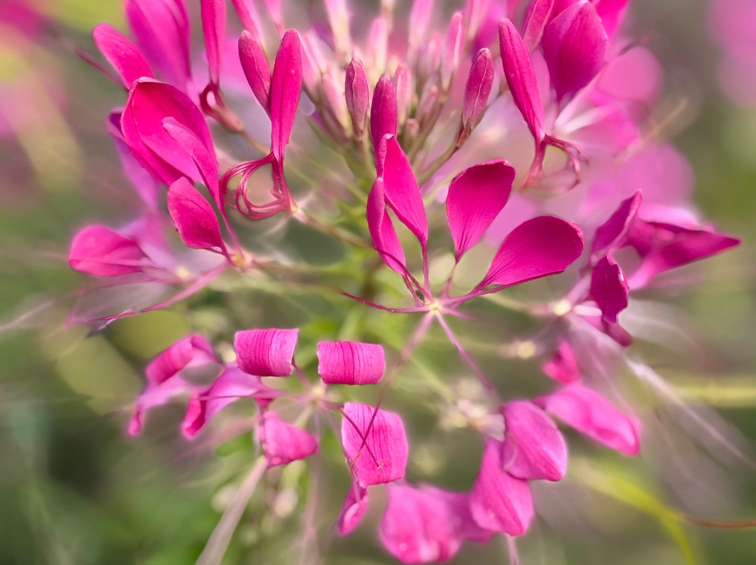 Hinton Ampner House and Garden-Hinton Ampner必去景点